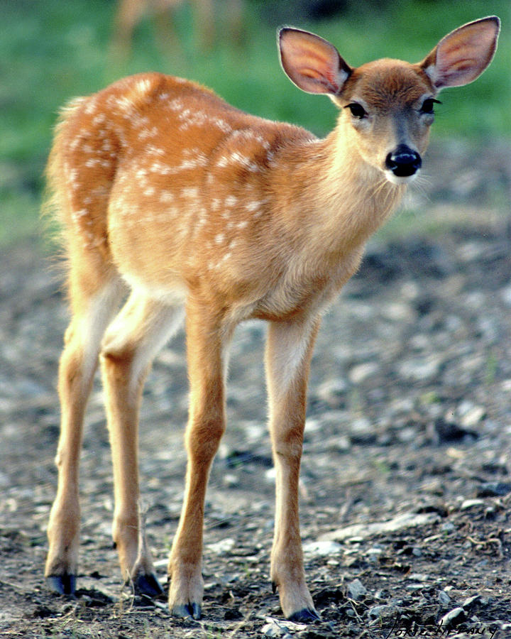 Bambi2 Photograph by Torie Tiffany