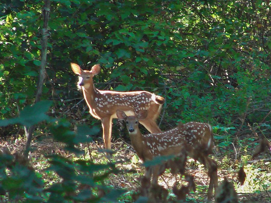Spotted Fawns Photograph by Carl Moore