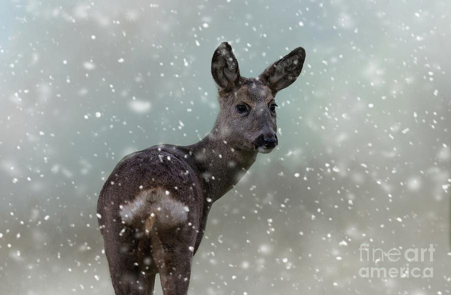 Winter Photograph - Bambis First Snow by Eva Lechner