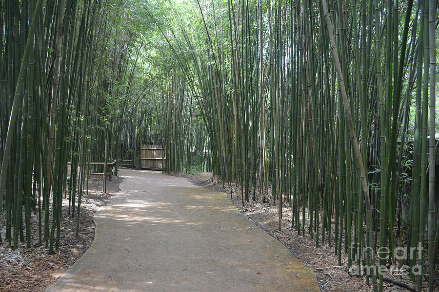 Bambo Pathway Photograph by Wanda-Lynn Searles