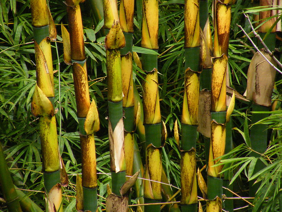 Bamboo 1 Photograph by Ameena Mohammed - Fine Art America