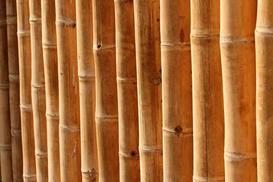 Nature Photograph - Bamboo 5 by Heike Hultsch
