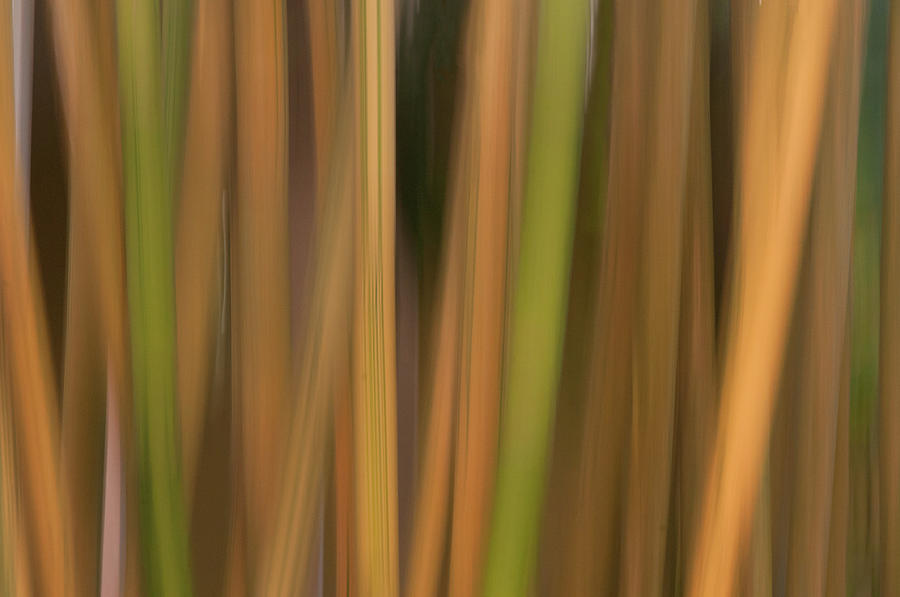 Bamboo Abstract Photograph by Carolyn DAlessandro