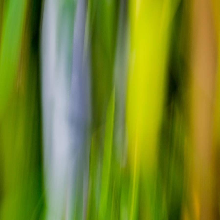 Bamboo Abstract Photograph by James Woody