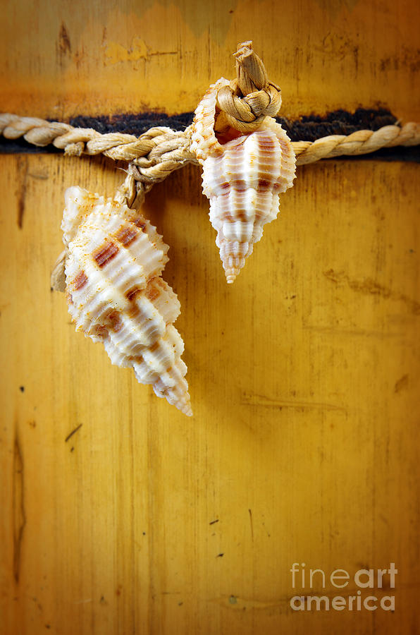 Nature Photograph - Bamboo And Conches by Carlos Caetano