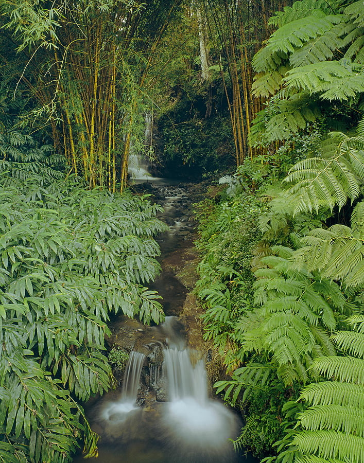 100837-Bamboo and Ferns Creek  Photograph by Ed  Cooper Photography