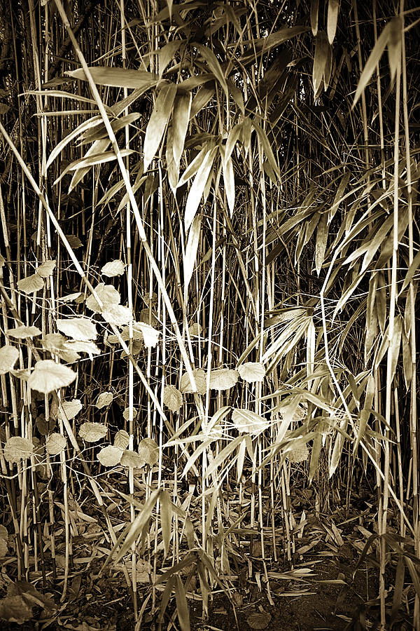 Bamboo and Gingko Photograph by Hugh Smith