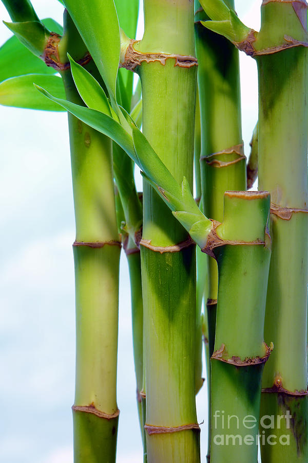 Bamboo and Sky Photograph by Olivier Le Queinec