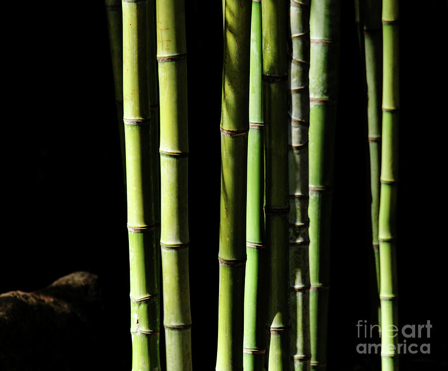 Bamboo Photograph by Andrea Anderegg