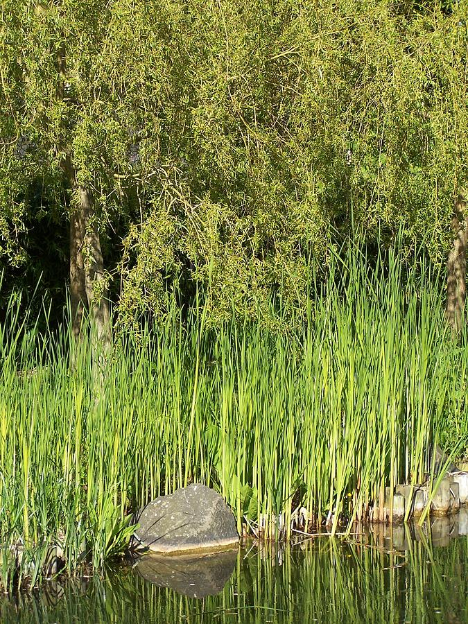 Bamboo at the Pond Photograph by Elena Perelman