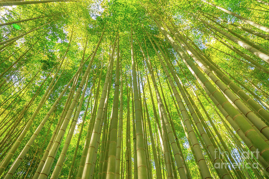 Bamboo background forest Photograph by Benny Marty