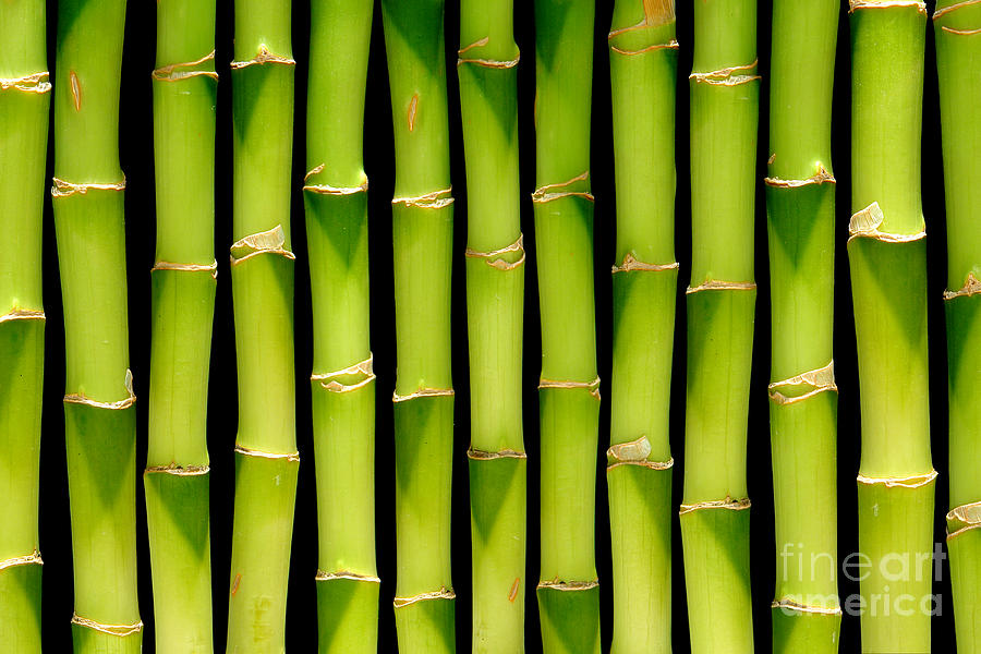 Bamboo Bamboo Bamboo Photograph by Olivier Le Queinec