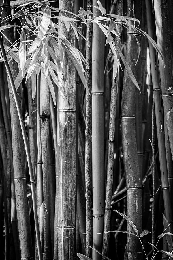 Bamboo Black and White Photograph by Kelley King - Fine Art America