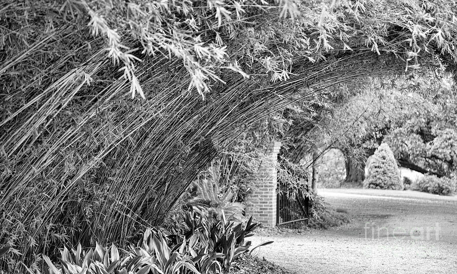 Bamboo Black White Rip Van Winkle Gardens  Photograph by Chuck Kuhn
