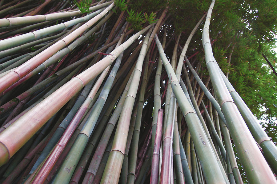 Bamboo Photograph by Blima Efraim