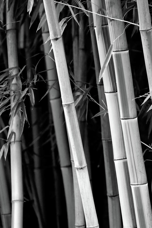 Bamboo BW Photograph by Athena Mckinzie