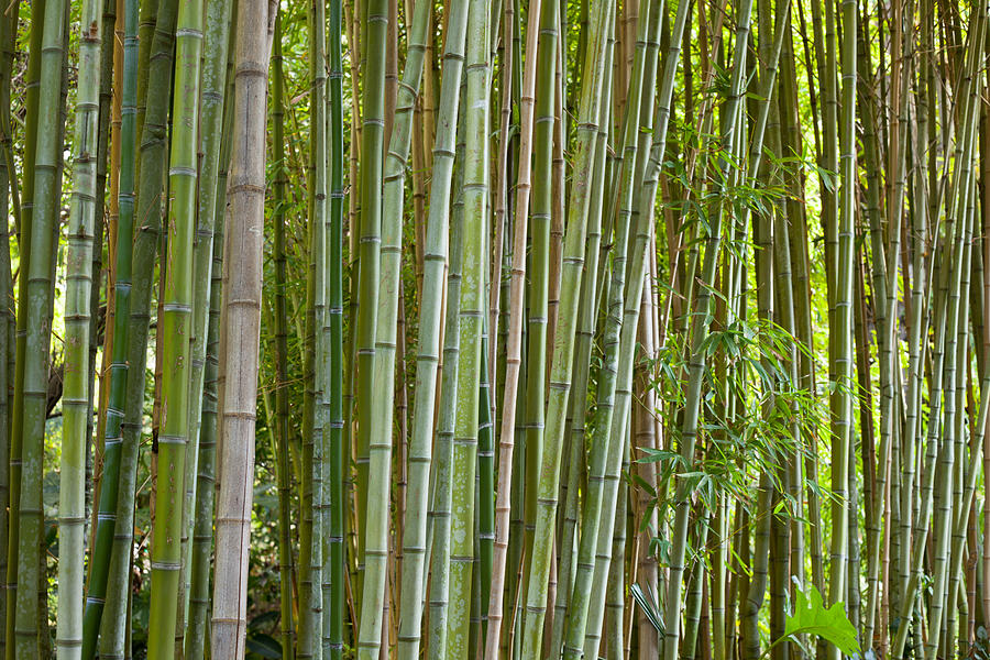 Bamboo Photograph by Cadence Moore | Fine Art America