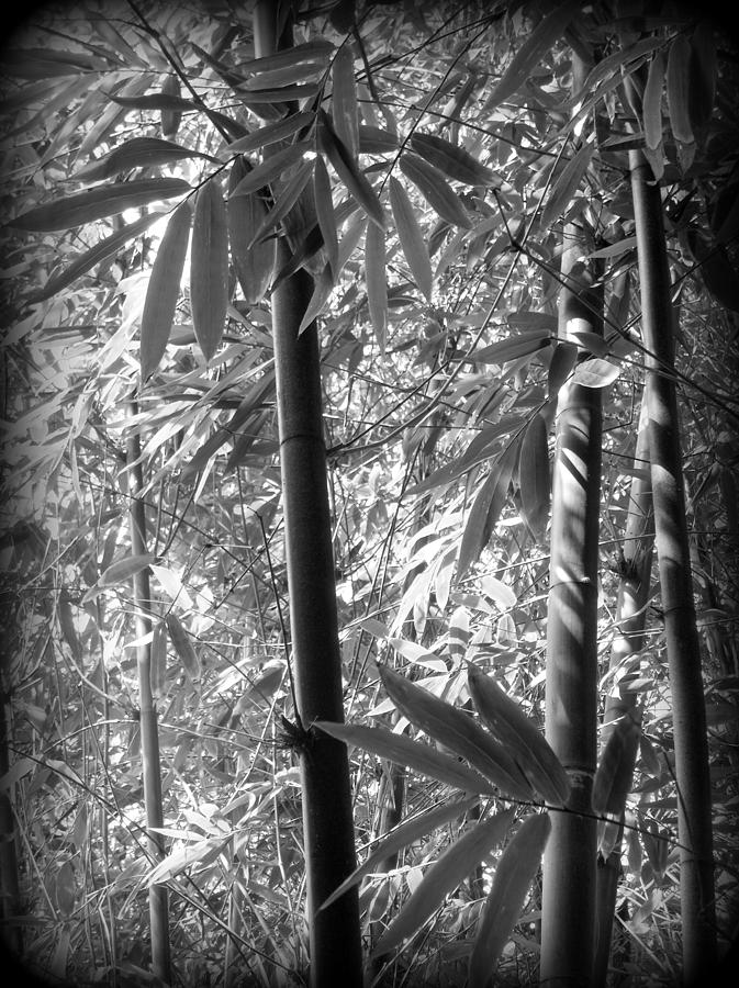 Bamboo Canes and Foliage Photograph by Nathan Abbott