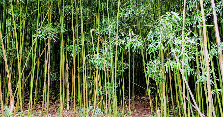 Trail Photograph - Bamboo Chimes, Waimoku Falls trail, Hana Maui Hawaii by Michael Bessler Trail Photograph - Bamboo Chimes, Waimoku Falls trail, Hana Maui Hawaii by Michael Bessler