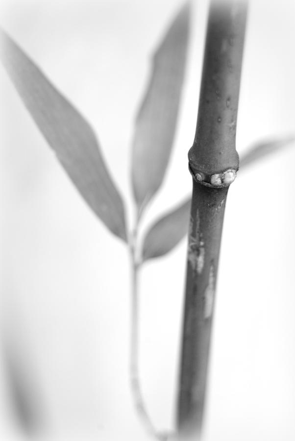 Bamboo Chimonobambusa quadrangularis Photograph by Nathan Abbott