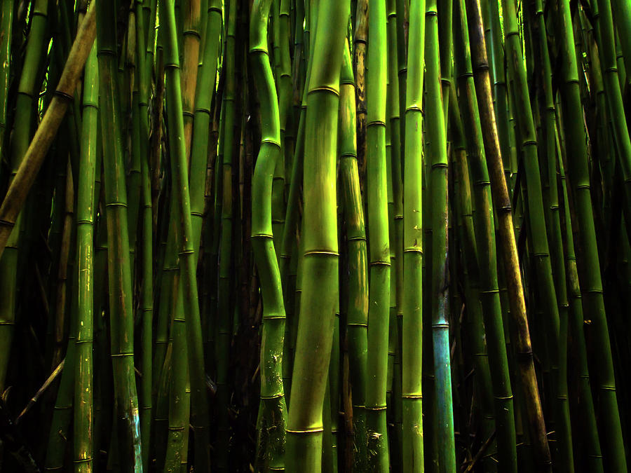 Haleakala National Park Photograph - Bamboo by Christopher Johnson