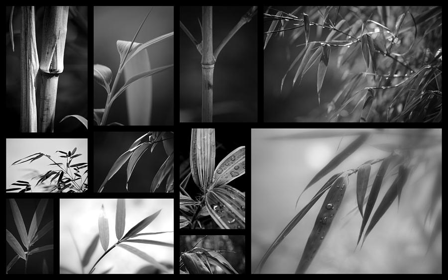 Bamboo Collage Photograph by Nathan Abbott