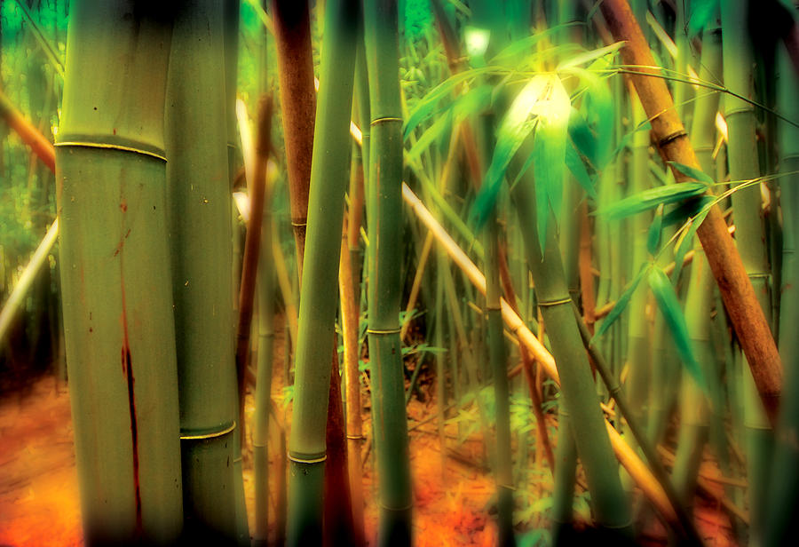 Bamboo Photograph by Craig Incardone