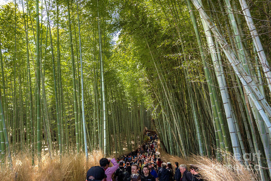 Bamboo Crowds Photograph by Karen Jorstad