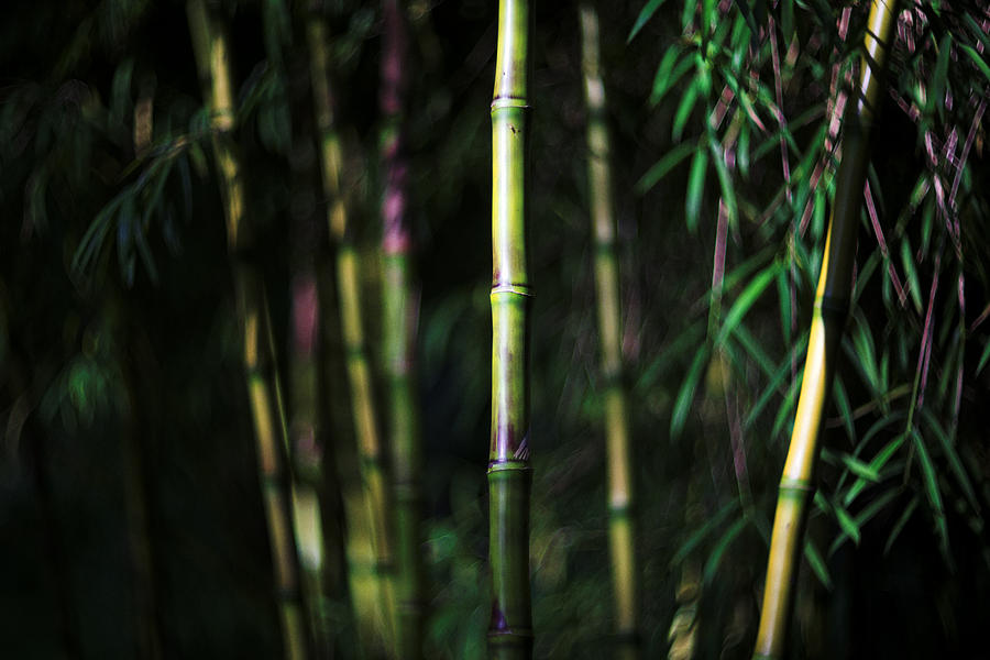 Bamboo Photograph by David Harding