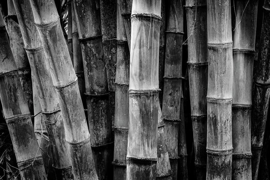 Bamboo Detail Photograph by Kelley King