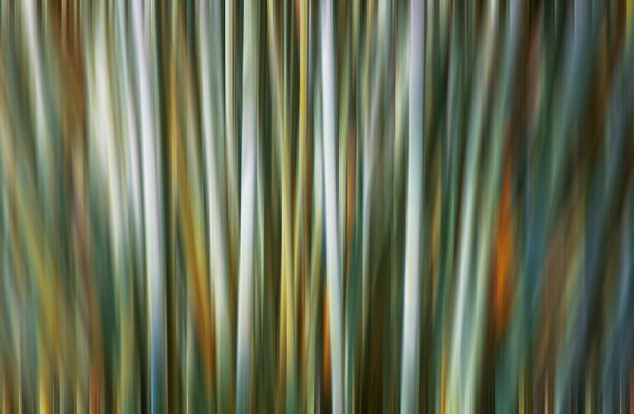 Bamboo Digital Abstracts Motion Blur  Photograph by Rich Franco