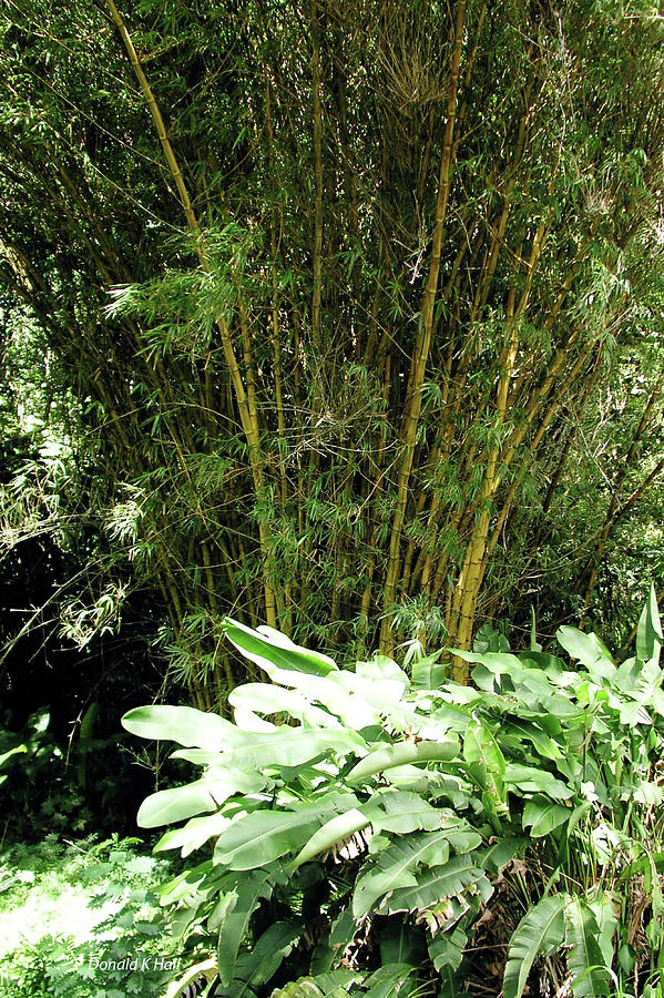 F8 Bamboo Photograph