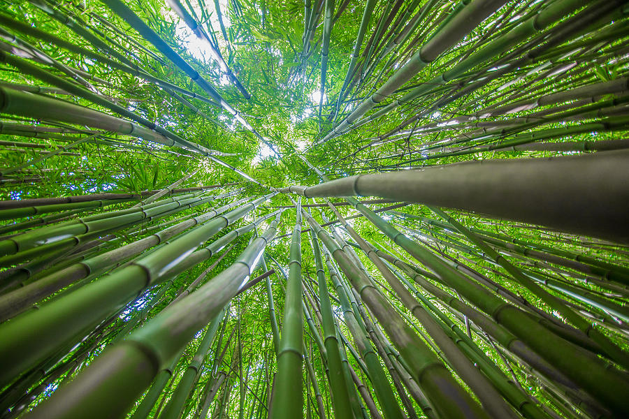 Bamboo Photograph by Drew Sulock