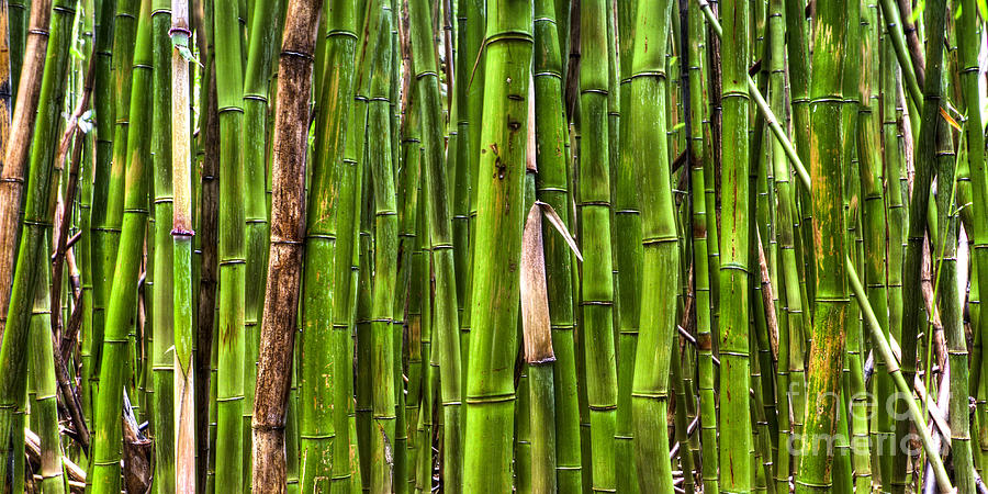 Bamboo Photograph by Dustin K Ryan