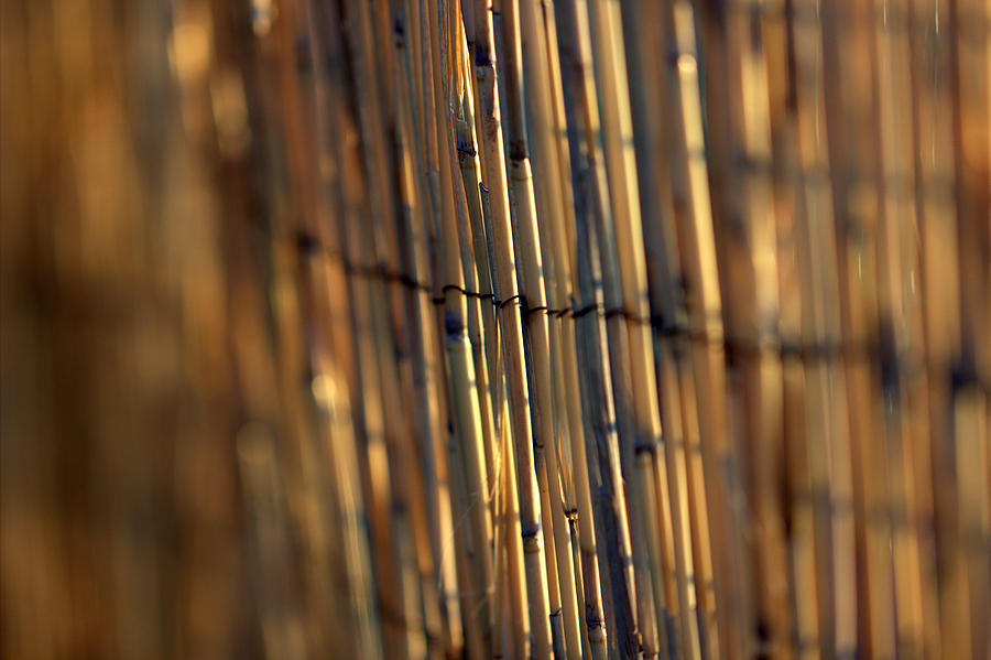 Bamboo Fence Selective Focus Photograph by Joseph Skompski