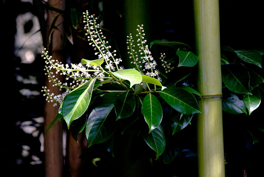 Bamboo Flowers Photograph by Athena Mckinzie