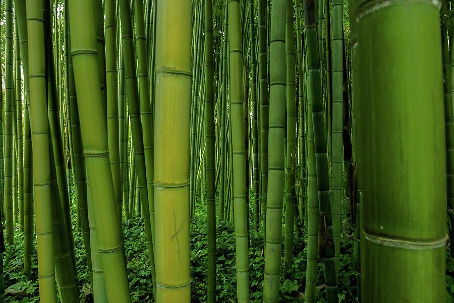 Bamboo forest Photograph by Alberto Musolino - Pixels