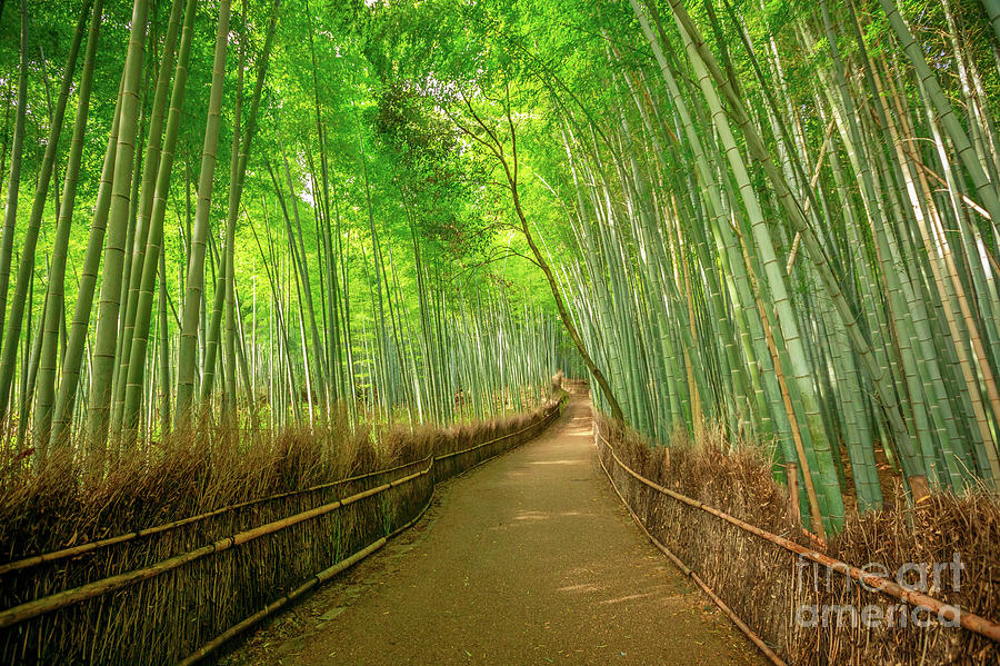 Bamboo forest Arashiyama background Photograph by Benny Marty