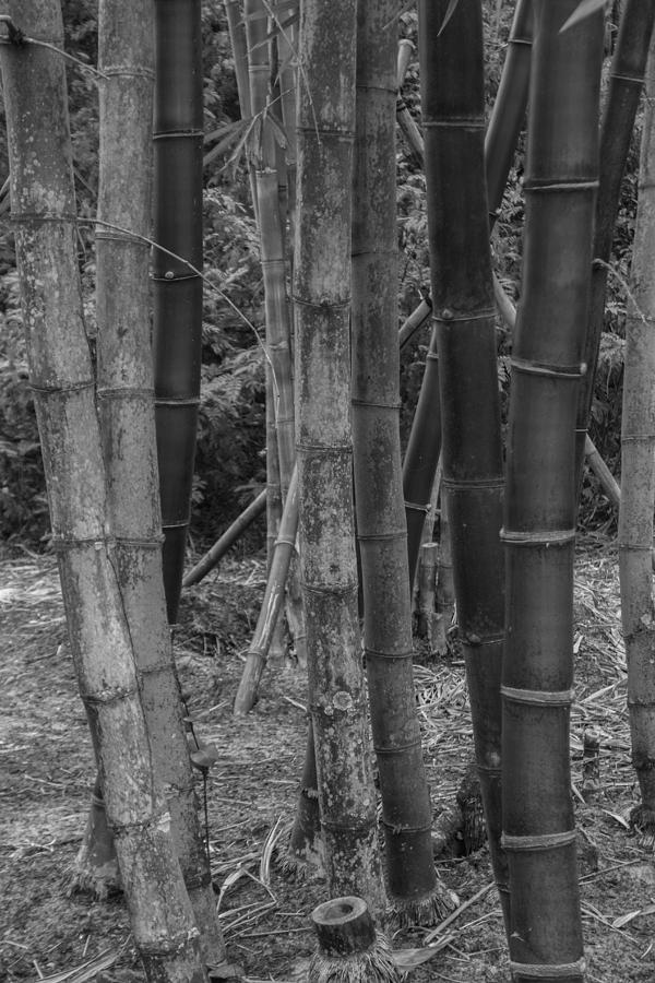 Bamboo Forest Photograph by Arlene Carmel