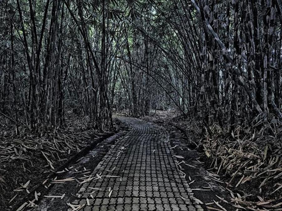 Bangli Photograph - Bamboo Forest by Arya Swadharma