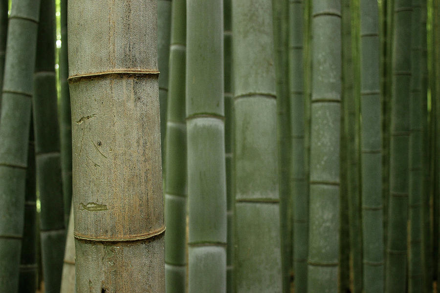 Bamboo Forest Photograph by Ashley Beleny - Fine Art America