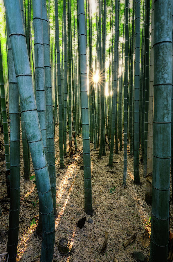 Bamboo forest at Arashiyama Photograph by Craig Szymanski