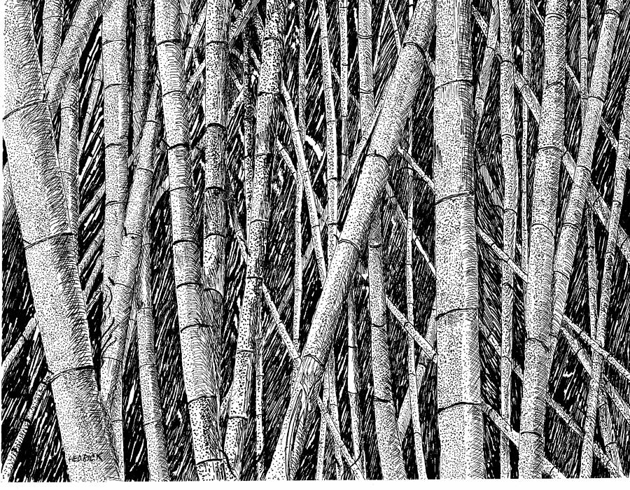 Bamboo Forest Drawing by Barney Hedrick Fine Art America