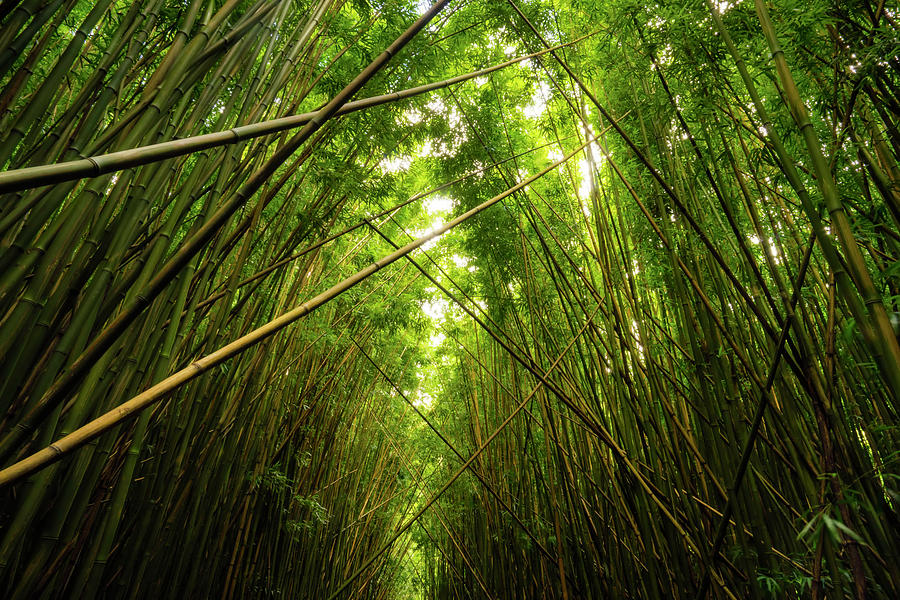 Haleakala National Park Photograph - Bamboo Forest by Christopher Johnson