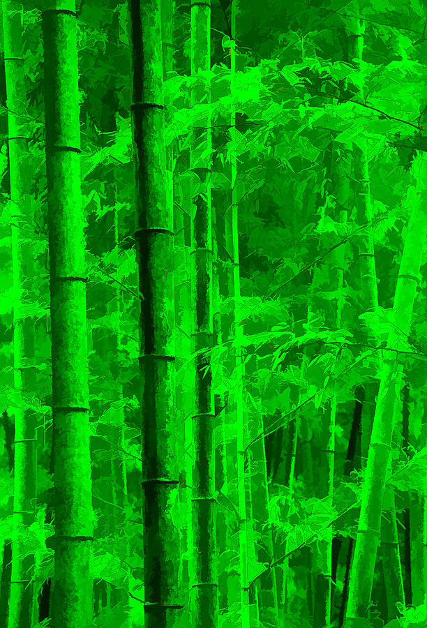 Bamboo Forest Photograph by Dennis Cox
