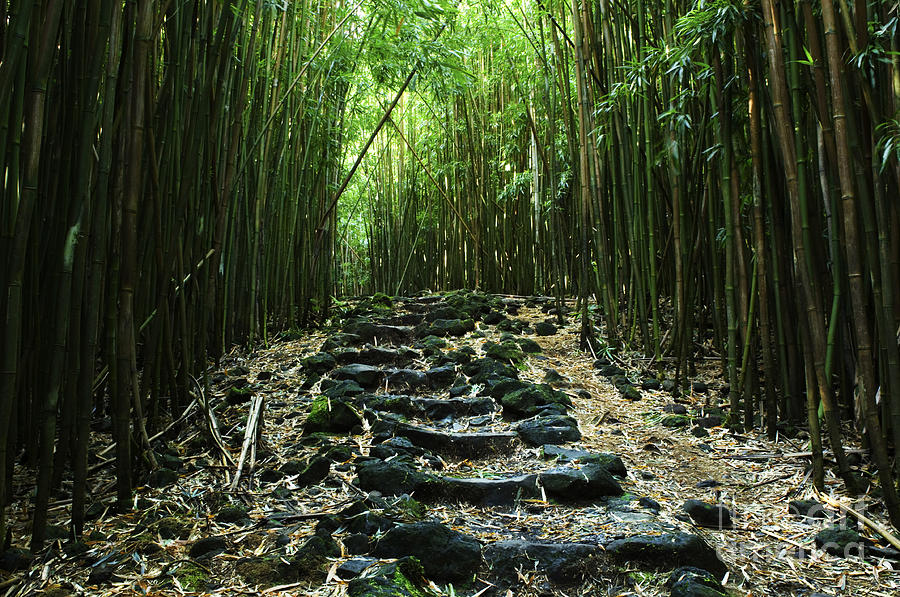 Bamboo Forest Hawaii 2 Photograph by Bob Christopher