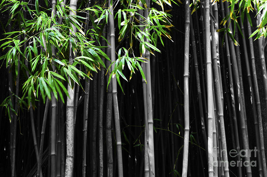 Bamboo Forest Hawaii Photograph by Bob Christopher