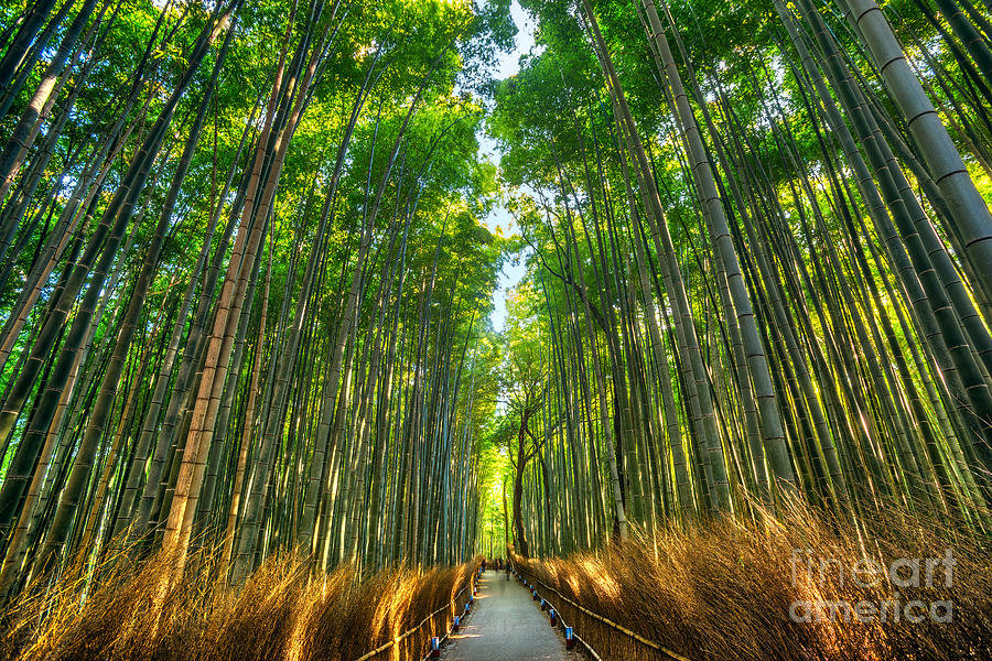 Bamboo Forest in Arashiyama - Kyoto Photograph by Luciano Mortula