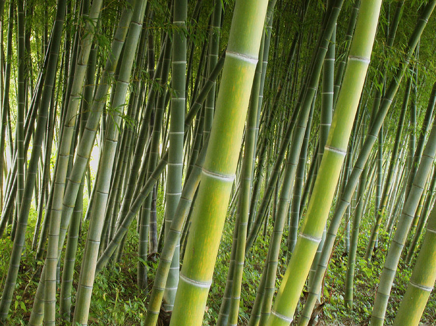 Bamboo Forest in Greenville Photograph by Alan Mogensen - Pixels