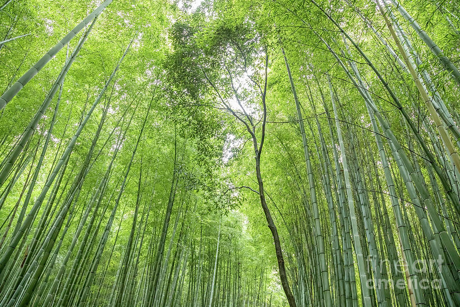 Nature Photograph - Bamboo forest in Kyoto, Japan by Julia Hiebaum